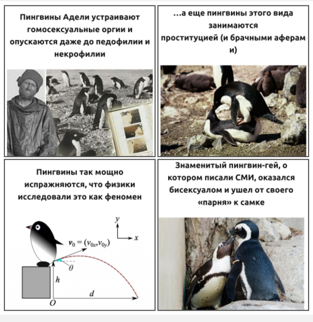 Фармакология, питание и тренировочный процесс - Бодибилдинг форум AnabolicShops