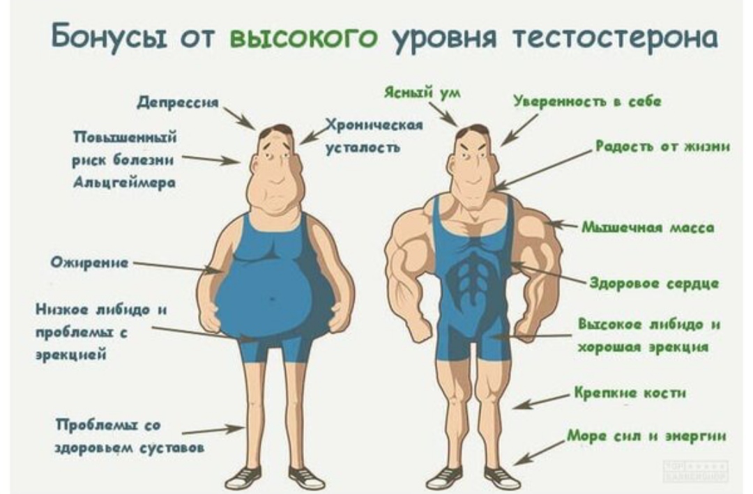 АНАБОЛИКИ.net - оф.дилер SP, Zerox, Genetic, Magnus, Lyka ! - Бодибилдинг форум AnabolicShops