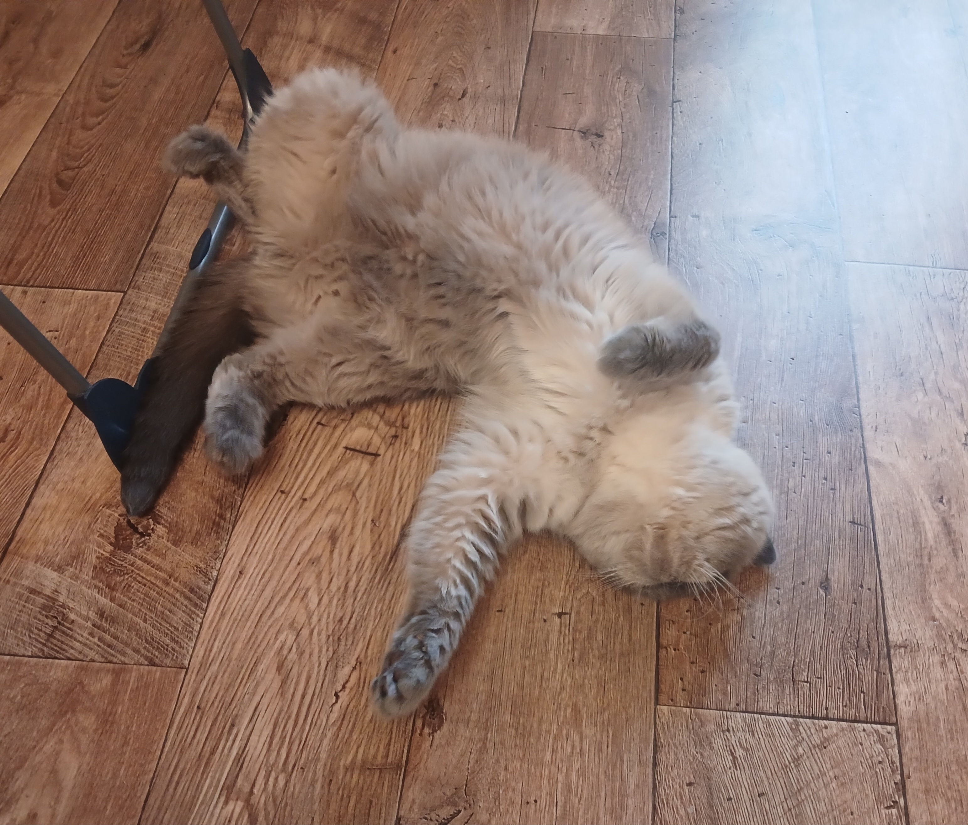 Мои домашние питомцы - Бодибилдинг форум AnabolicShops