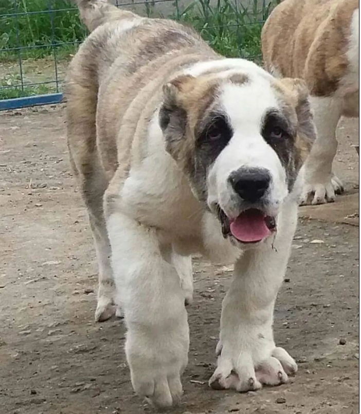 Hilma PRO - с заботой о вашем здоровье! - Бодибилдинг форум AnabolicShops