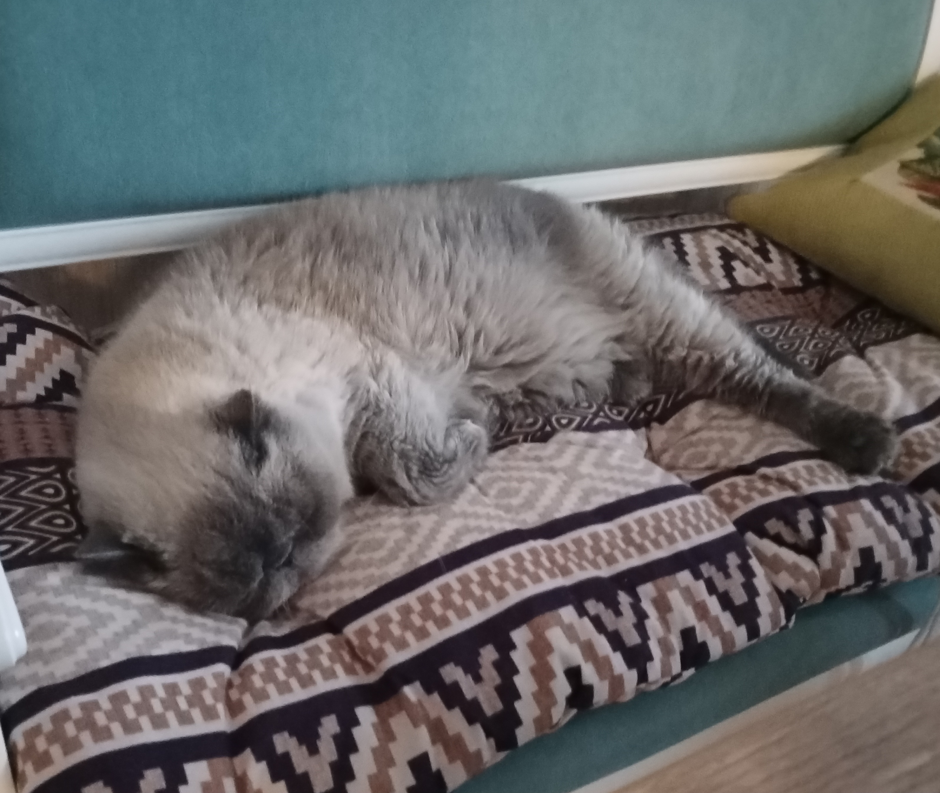 Мои домашние питомцы - Бодибилдинг форум AnabolicShops