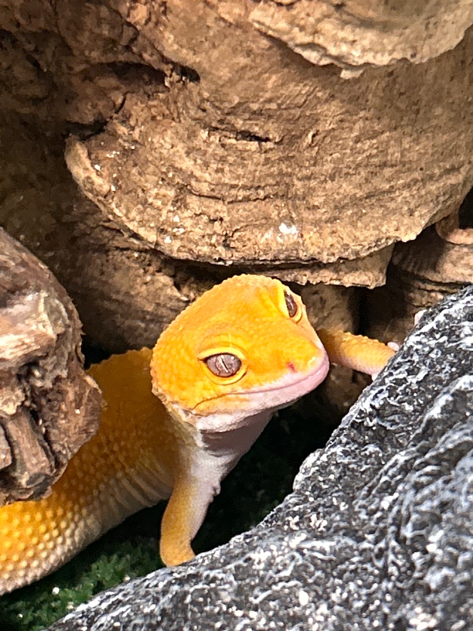 Болталка про ЗОЖ - трехсотый пауэрлифтер! - Бодибилдинг форум AnabolicShops