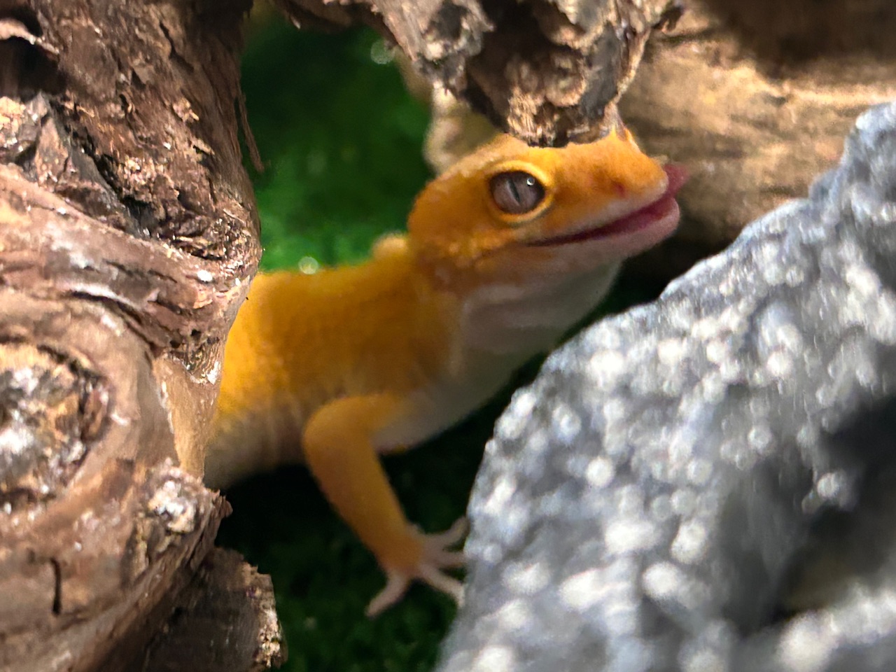 Болталка про ЗОЖ - трехсотый пауэрлифтер! - Бодибилдинг форум AnabolicShops