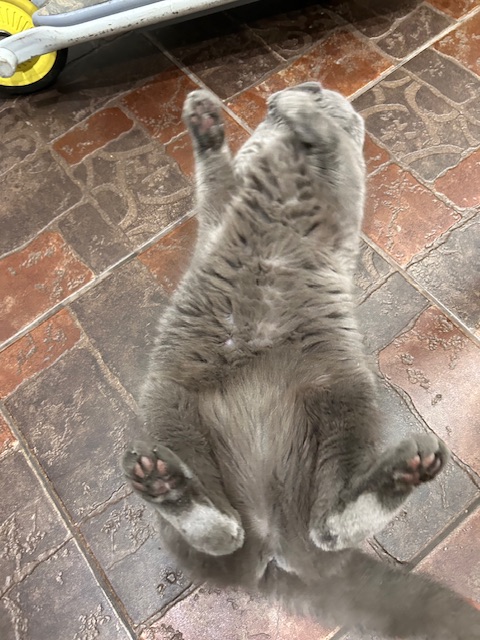 Болталка про ЗОЖ - трехсотый пауэрлифтер! - Бодибилдинг форум AnabolicShops