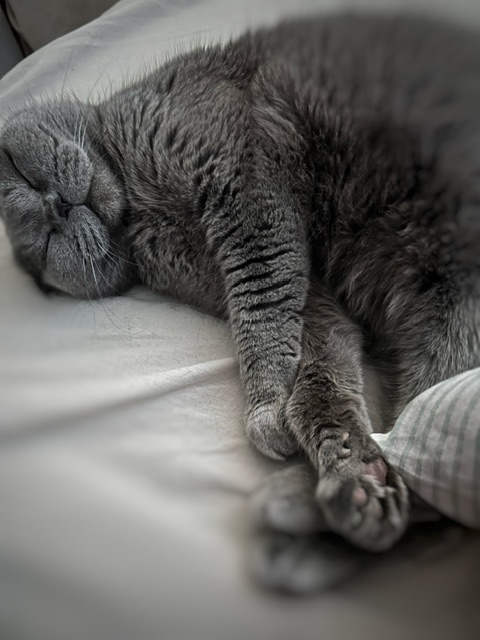 Болталка про ЗОЖ - трехсотый пауэрлифтер! - Бодибилдинг форум AnabolicShops