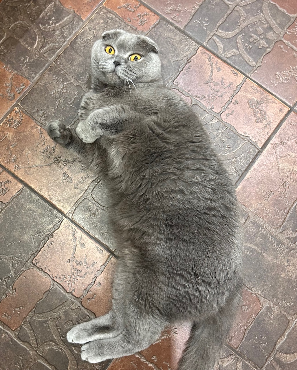 Болталка про ЗОЖ - трехсотый пауэрлифтер! - Бодибилдинг форум AnabolicShops