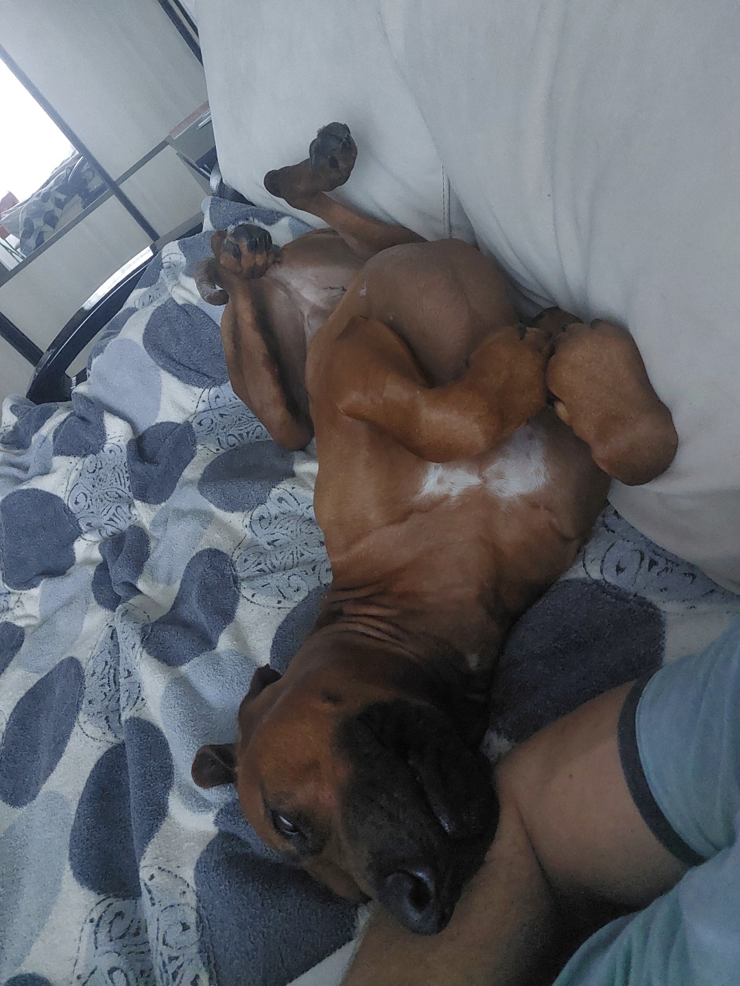 Мои домашние питомцы - Бодибилдинг форум AnabolicShops