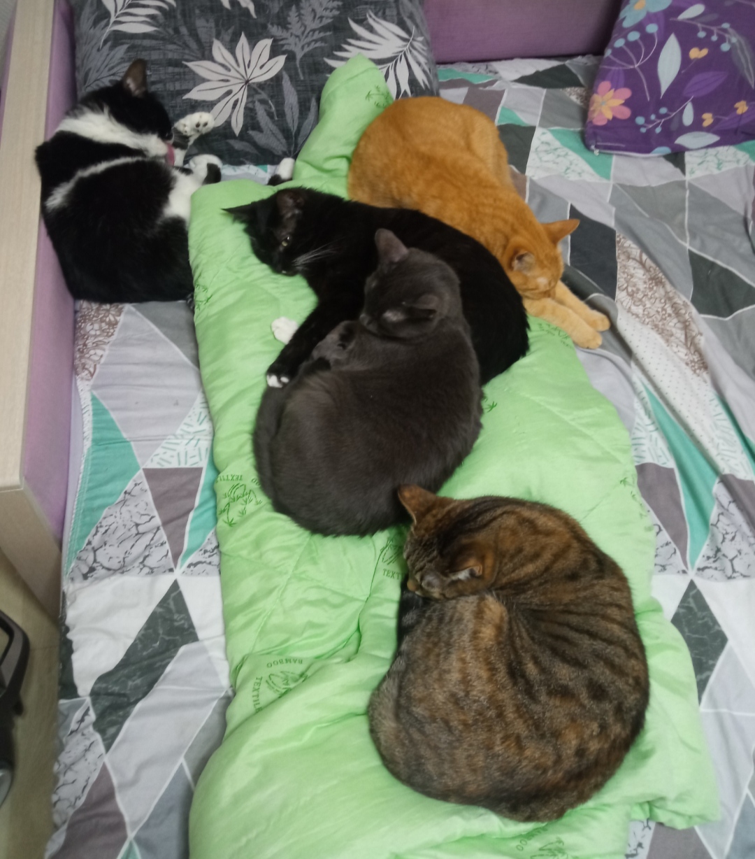 Мои домашние питомцы - Бодибилдинг форум AnabolicShops