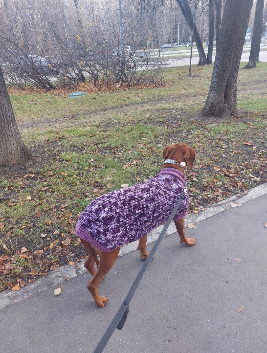 Мои домашние питомцы - Бодибилдинг форум AnabolicShops