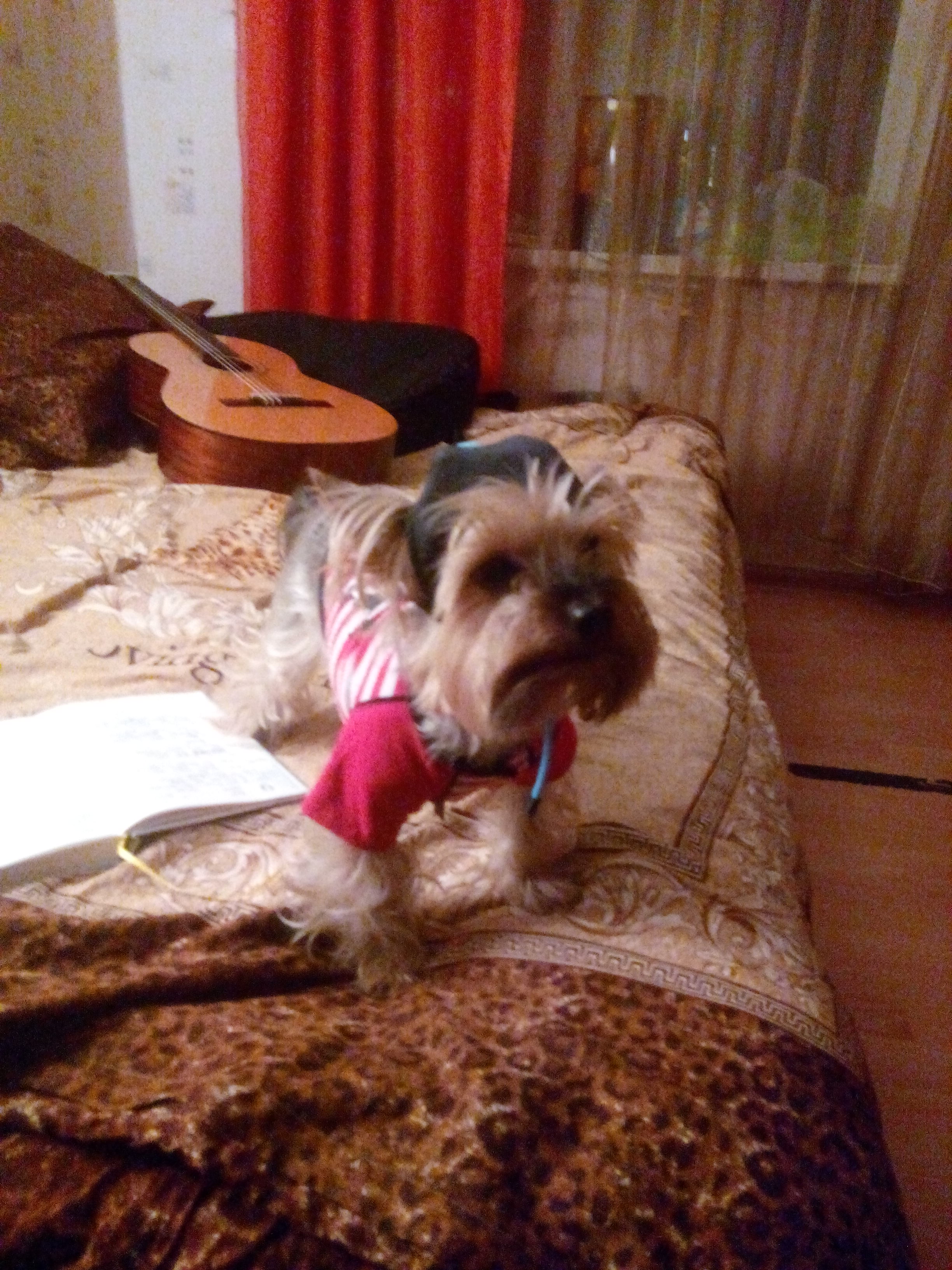 Мои домашние питомцы - Бодибилдинг форум AnabolicShops