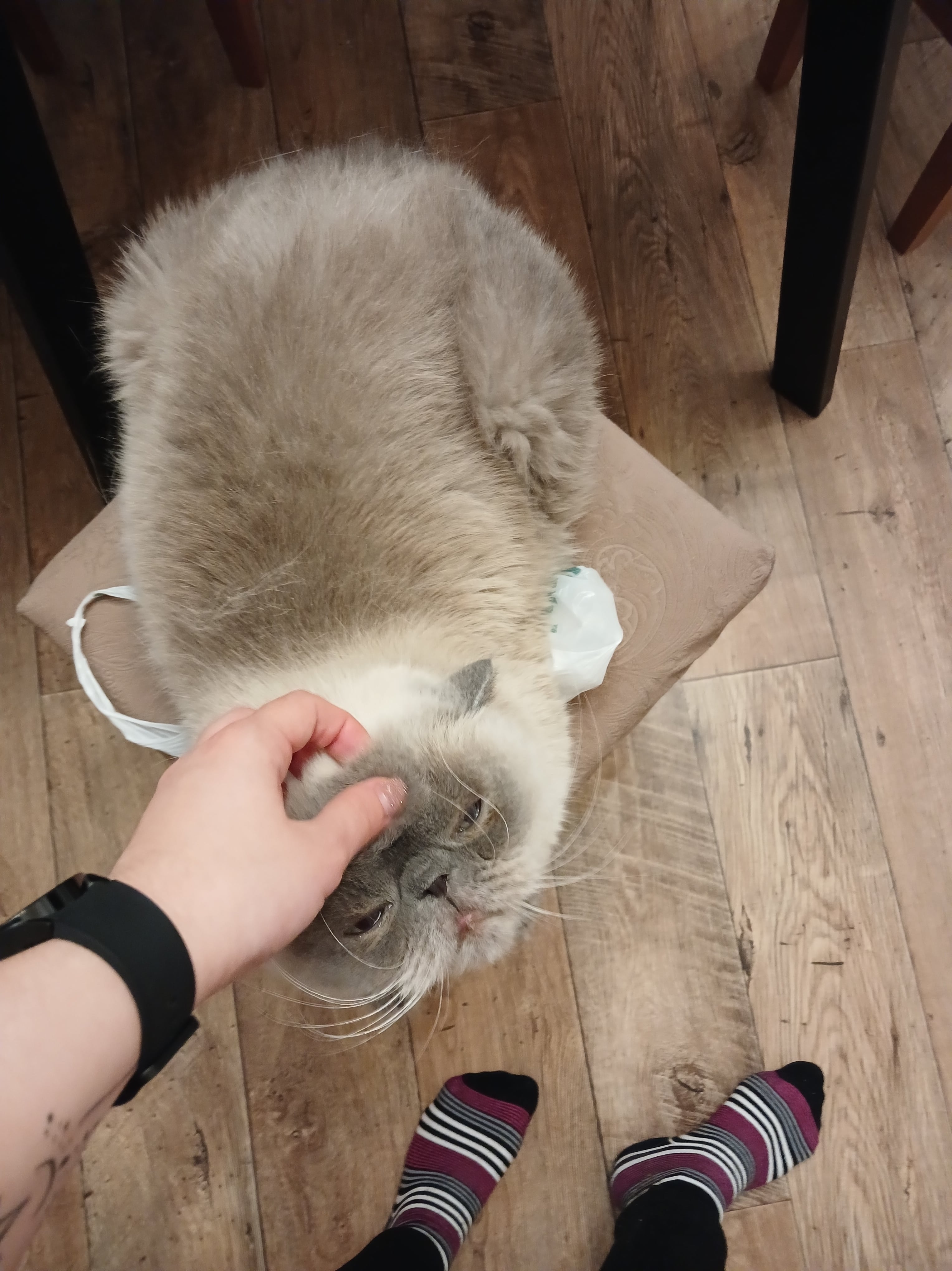 Мои домашние питомцы - Бодибилдинг форум AnabolicShops