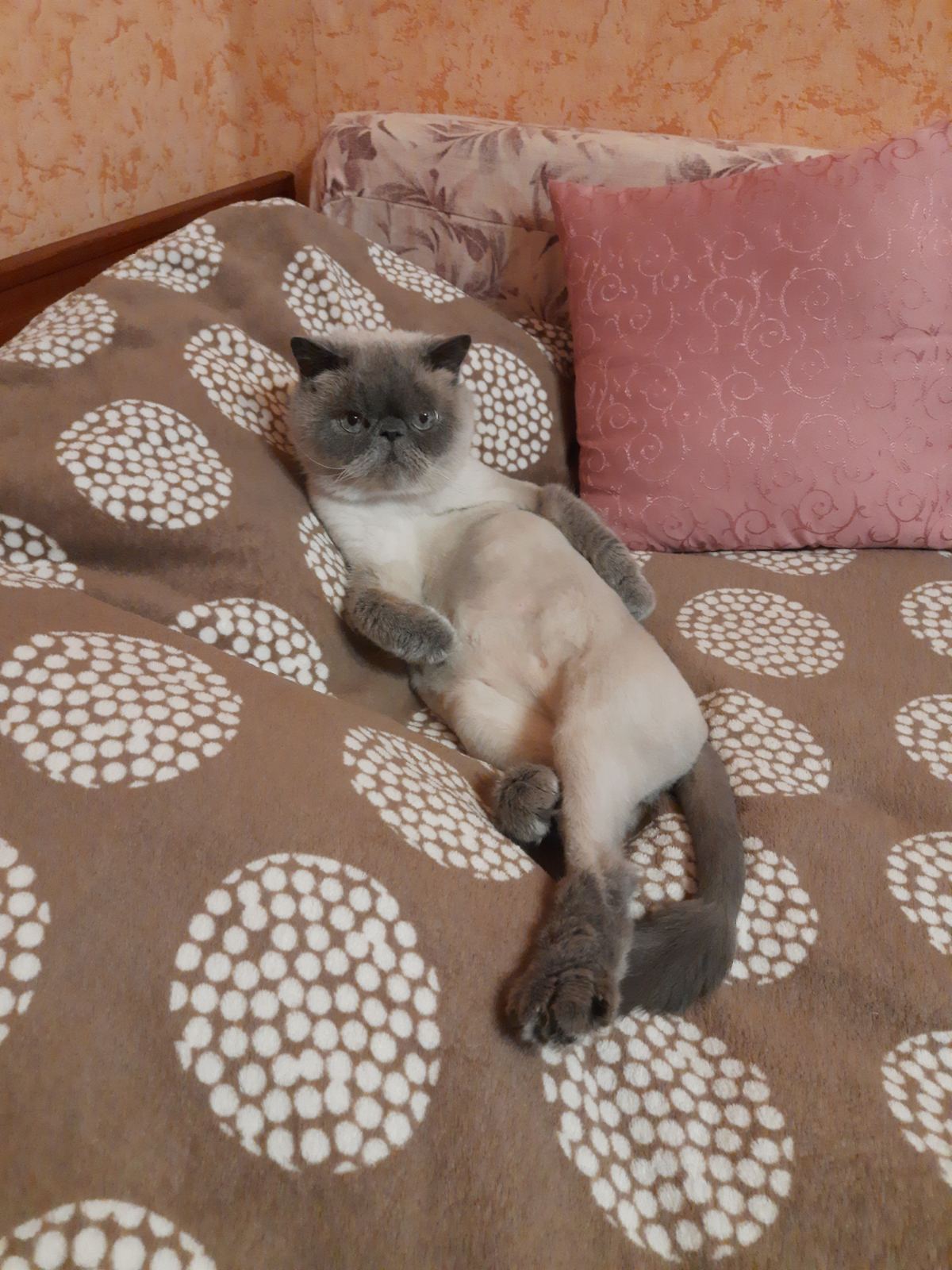 Мои домашние питомцы - Бодибилдинг форум AnabolicShops