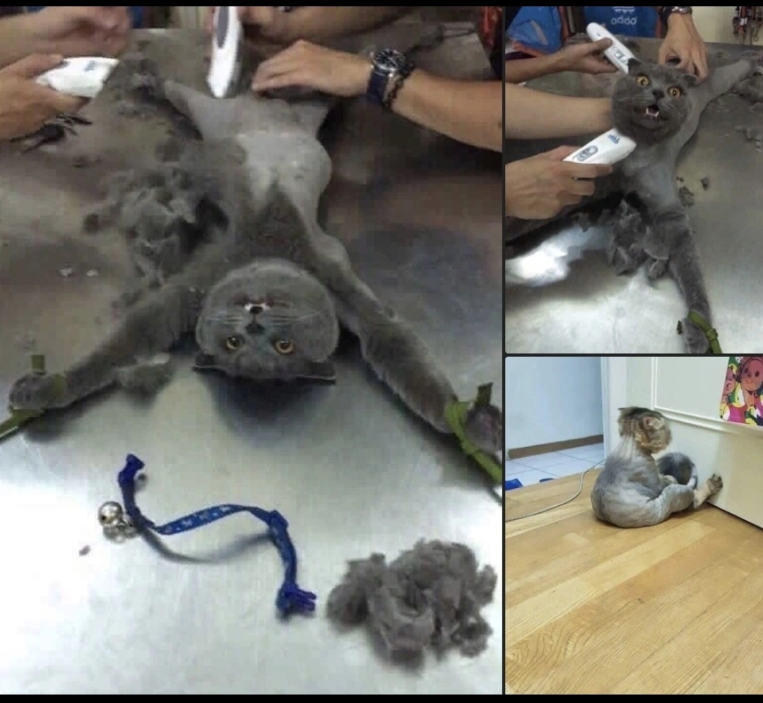 Мои домашние питомцы - Бодибилдинг форум AnabolicShops