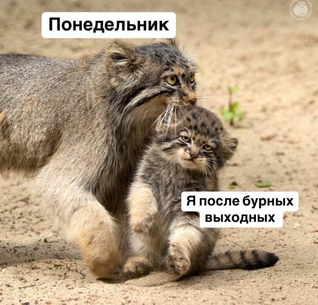 Курилка- разговоры на любые темы - Бодибилдинг форум AnabolicShops