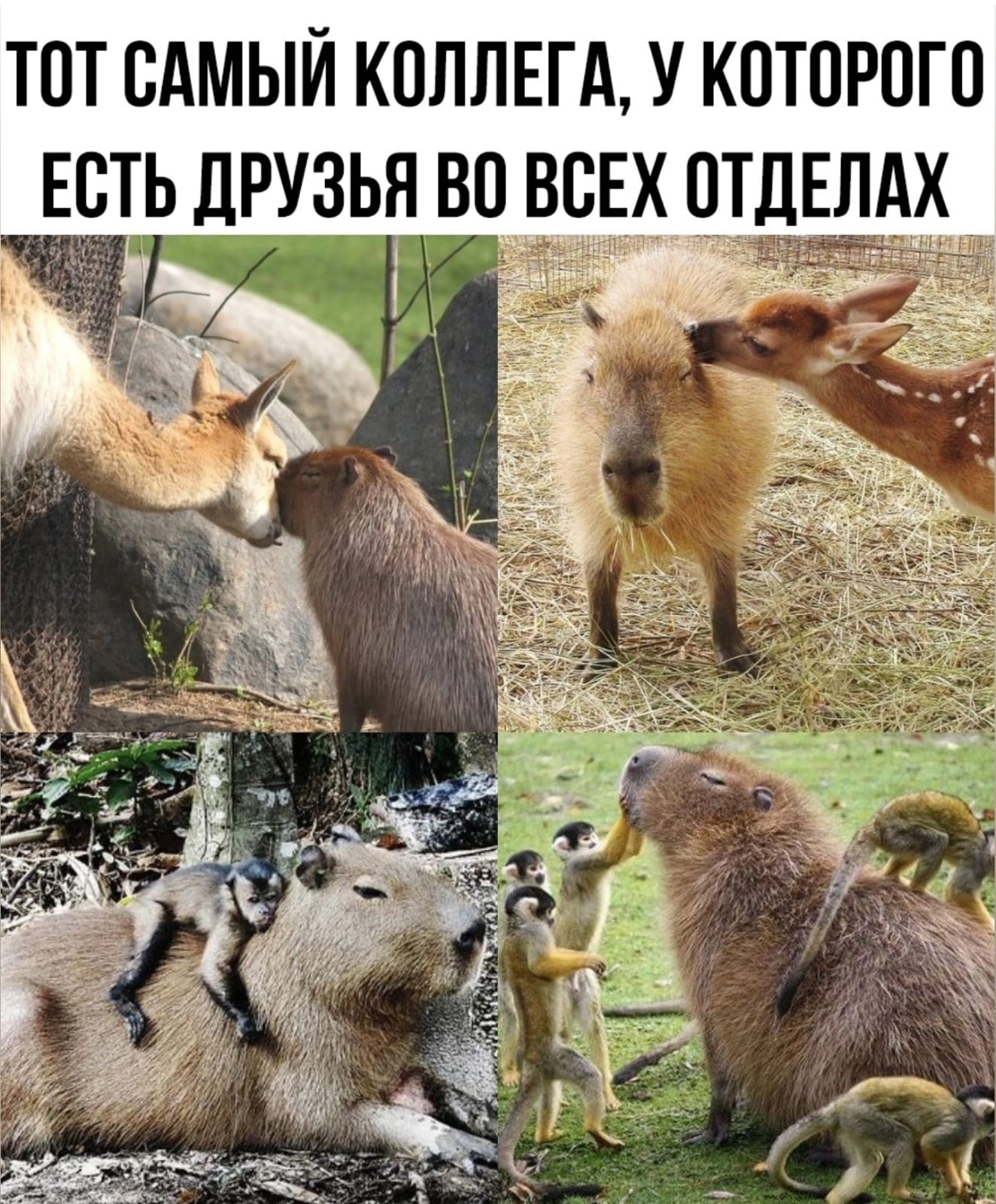 Приколюшные картинки - Бодибилдинг форум AnabolicShops