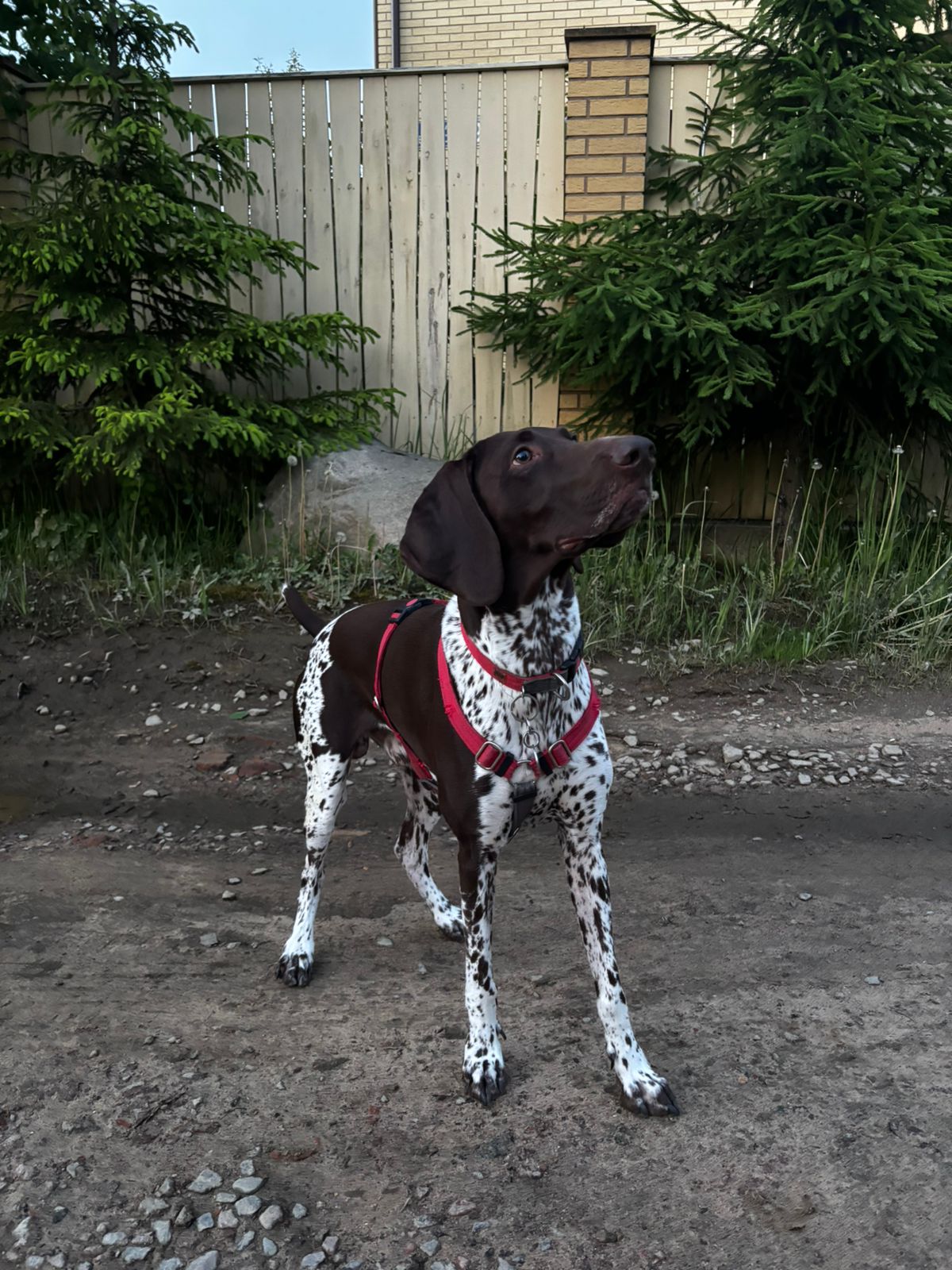 Мои домашние питомцы - Бодибилдинг форум AnabolicShops