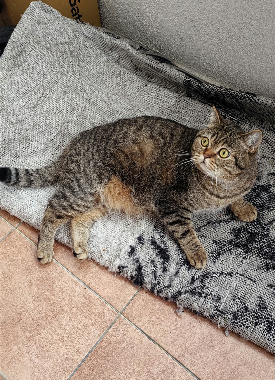 Болталка про ЗОЖ - трехсотый пауэрлифтер! - Бодибилдинг форум AnabolicShops