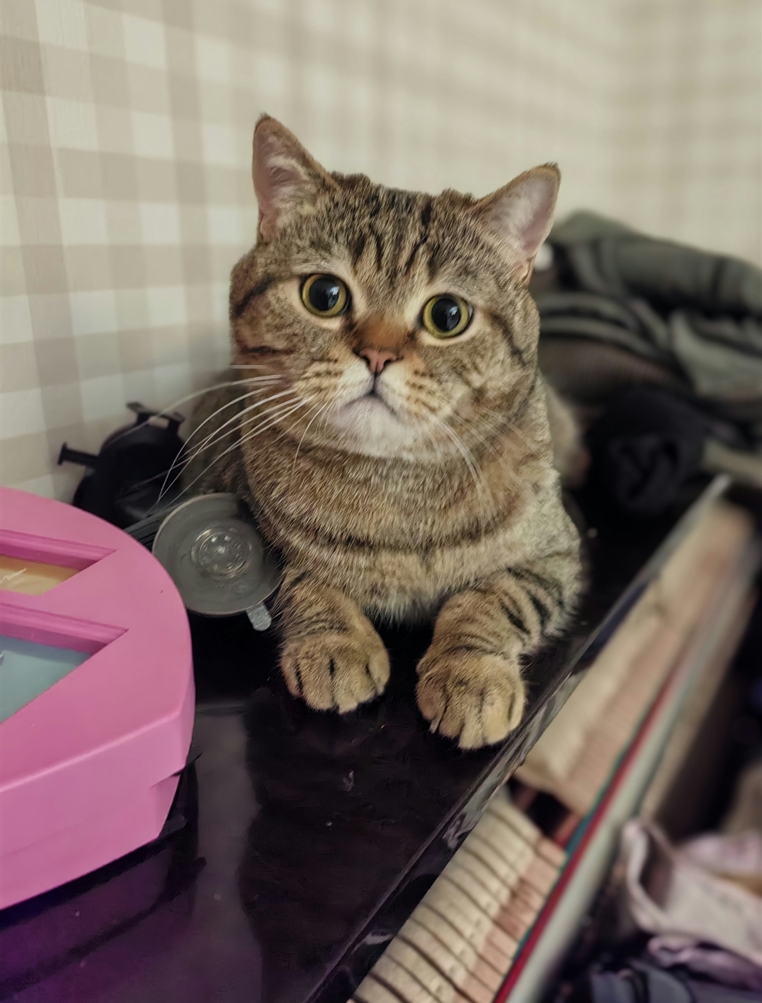 Болталка про ЗОЖ - трехсотый пауэрлифтер! - Бодибилдинг форум AnabolicShops