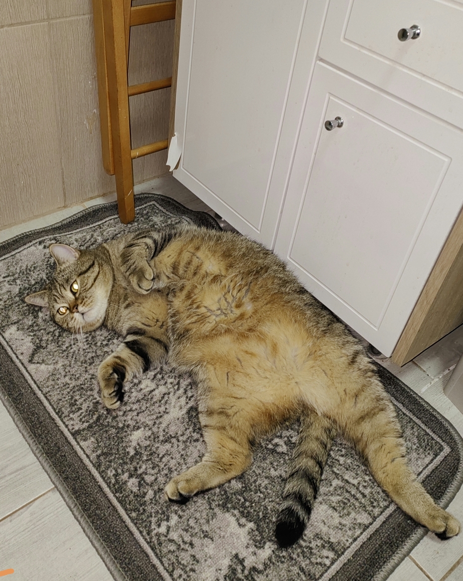 Болталка про ЗОЖ - трехсотый пауэрлифтер! - Бодибилдинг форум AnabolicShops