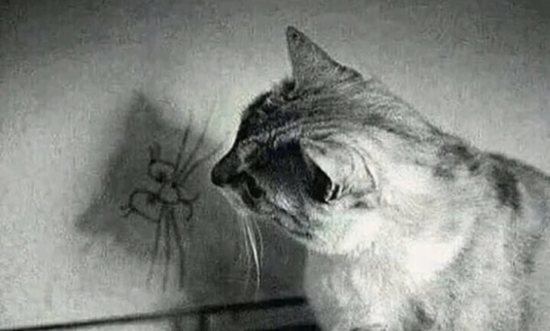 Болталка про ЗОЖ - трехсотый пауэрлифтер! - Бодибилдинг форум AnabolicShops