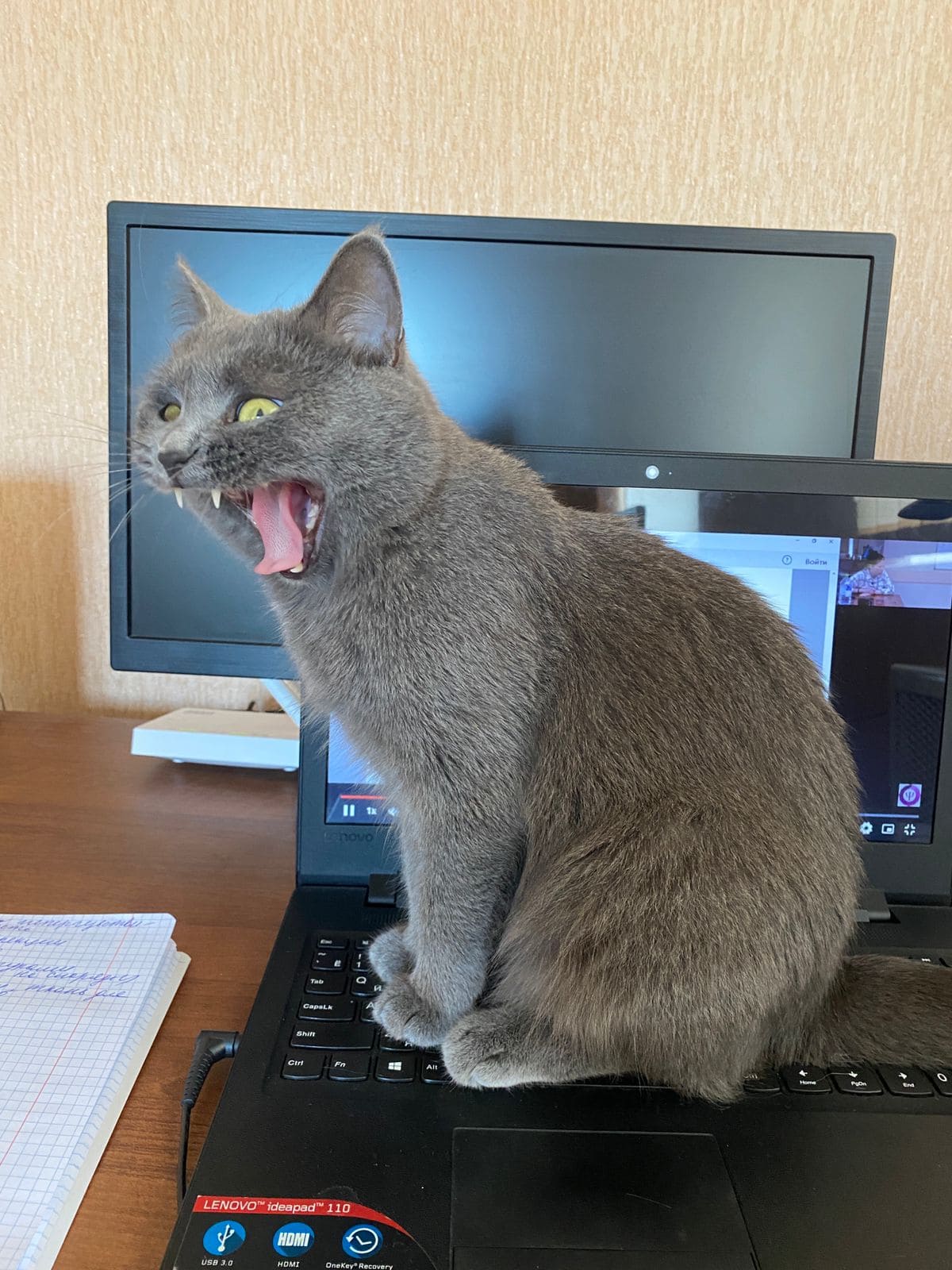 Мои домашние питомцы - Бодибилдинг форум AnabolicShops