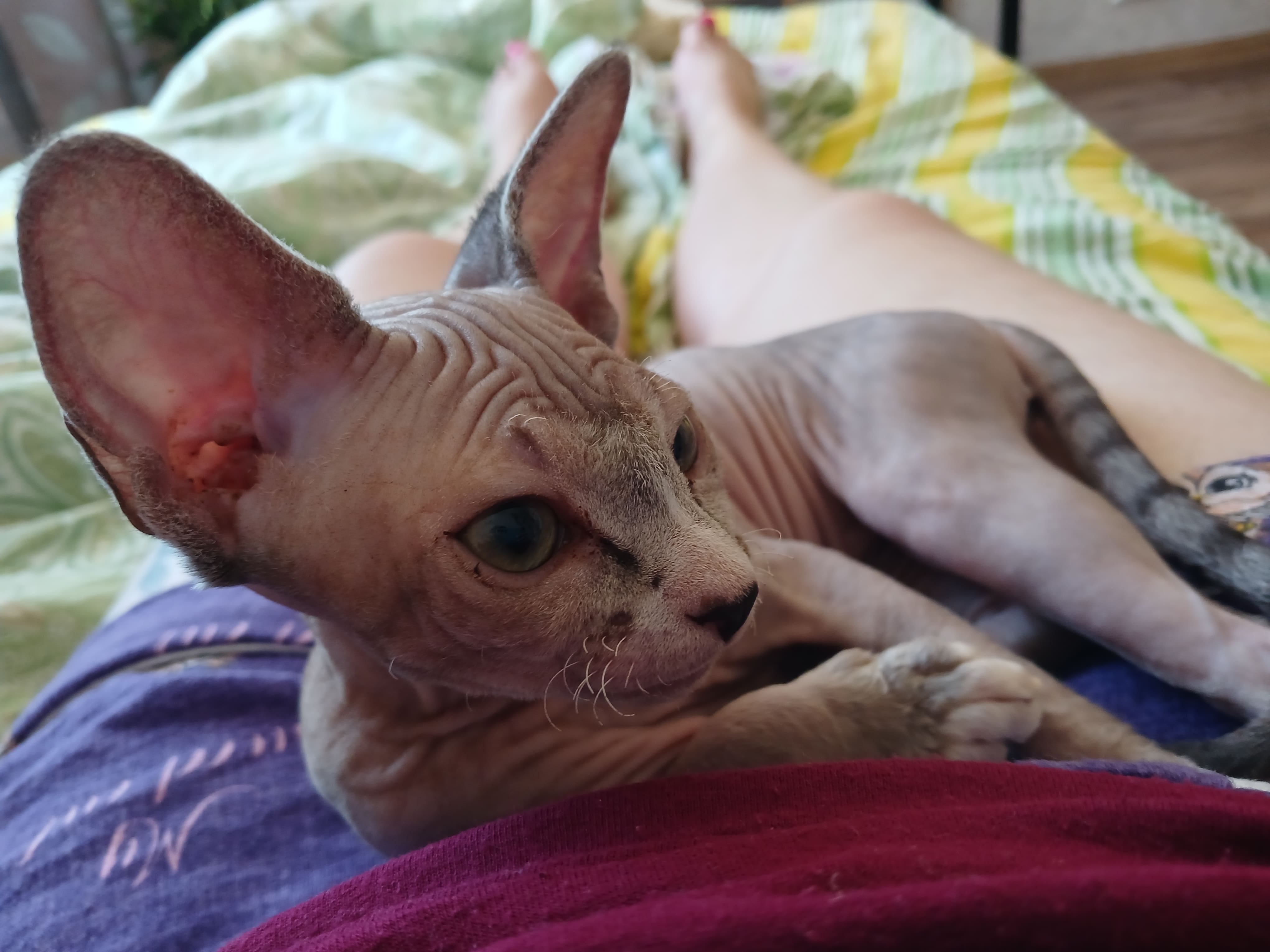 Болталка про ЗОЖ - трехсотый пауэрлифтер! - Бодибилдинг форум AnabolicShops