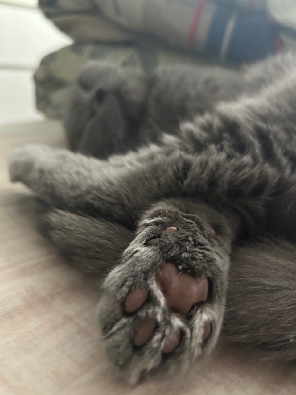 Болталка про ЗОЖ - трехсотый пауэрлифтер! - Бодибилдинг форум AnabolicShops