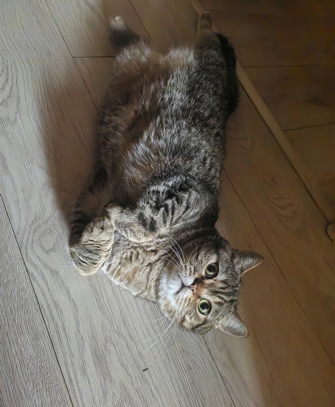 Мои домашние питомцы - Бодибилдинг форум AnabolicShops