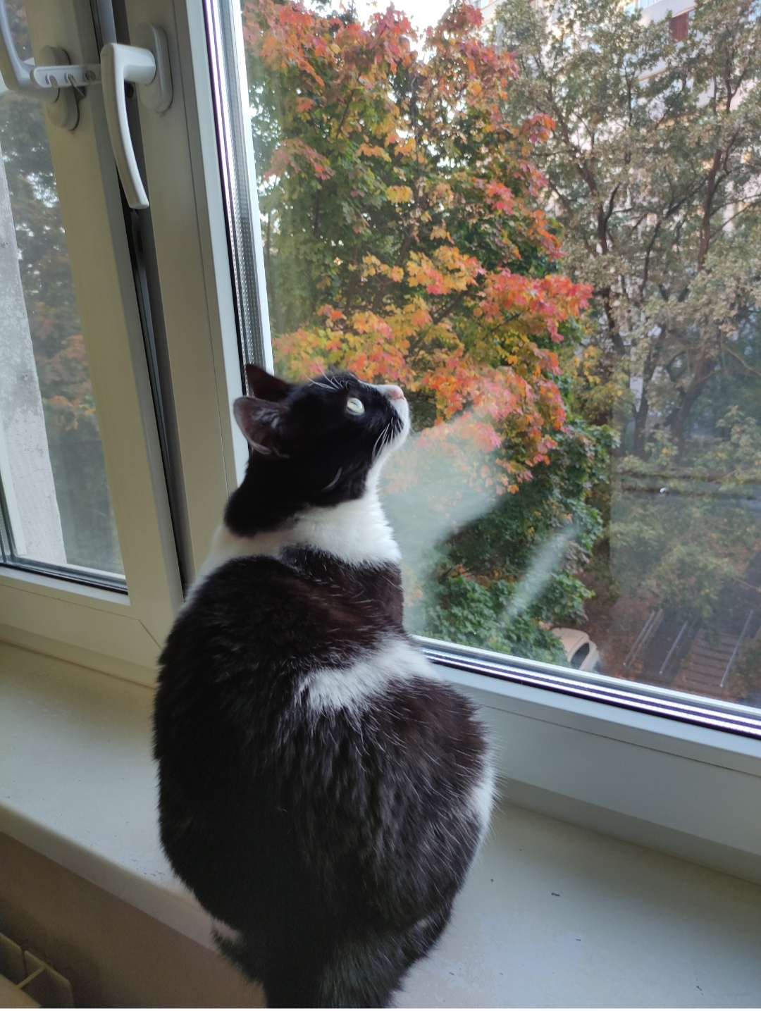 Мои домашние питомцы - Бодибилдинг форум AnabolicShops