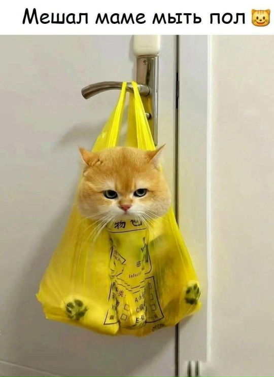 Мои домашние питомцы - Бодибилдинг форум AnabolicShops