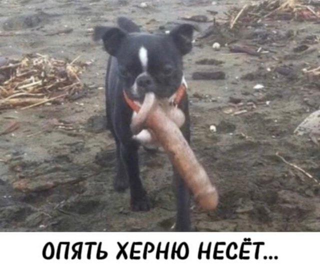 ProjectX - твой надежный поставщик! - Бодибилдинг форум AnabolicShops