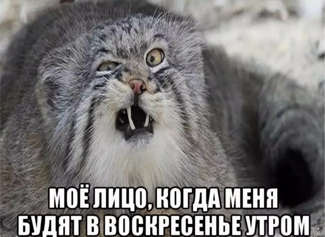 Курилка- разговоры на любые темы - Бодибилдинг форум AnabolicShops