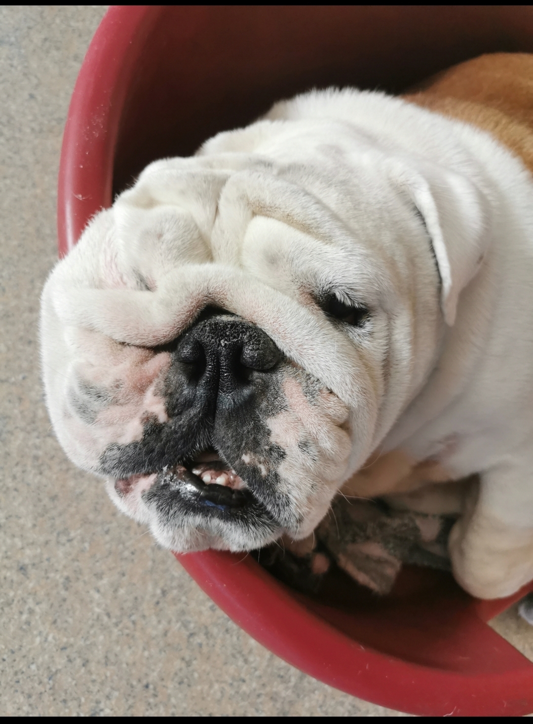 Мои домашние питомцы - Бодибилдинг форум AnabolicShops