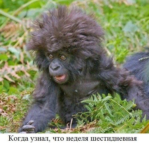 Курилка- разговоры на любые темы - Бодибилдинг форум AnabolicShops