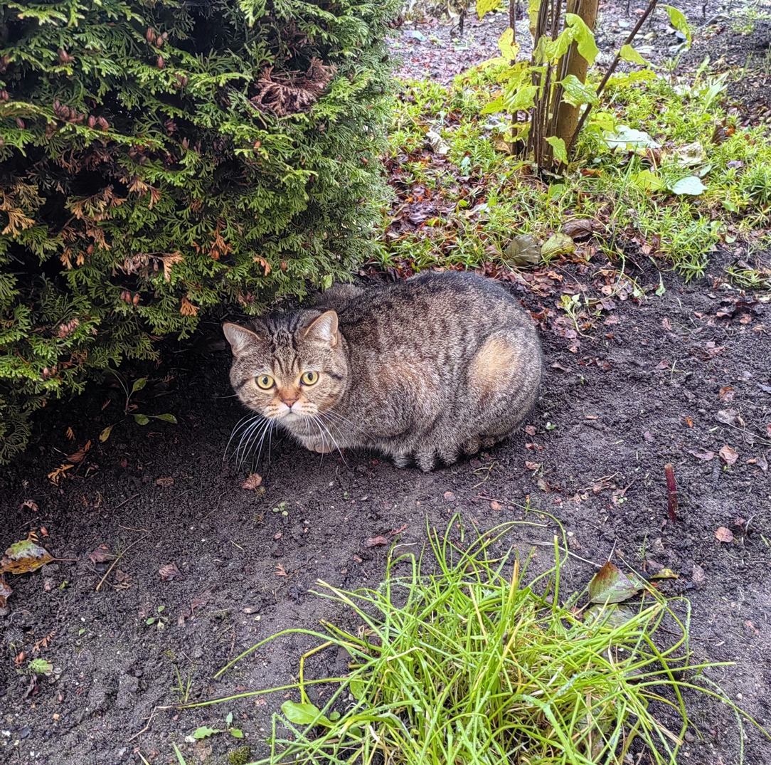 Мои домашние питомцы - Бодибилдинг форум AnabolicShops