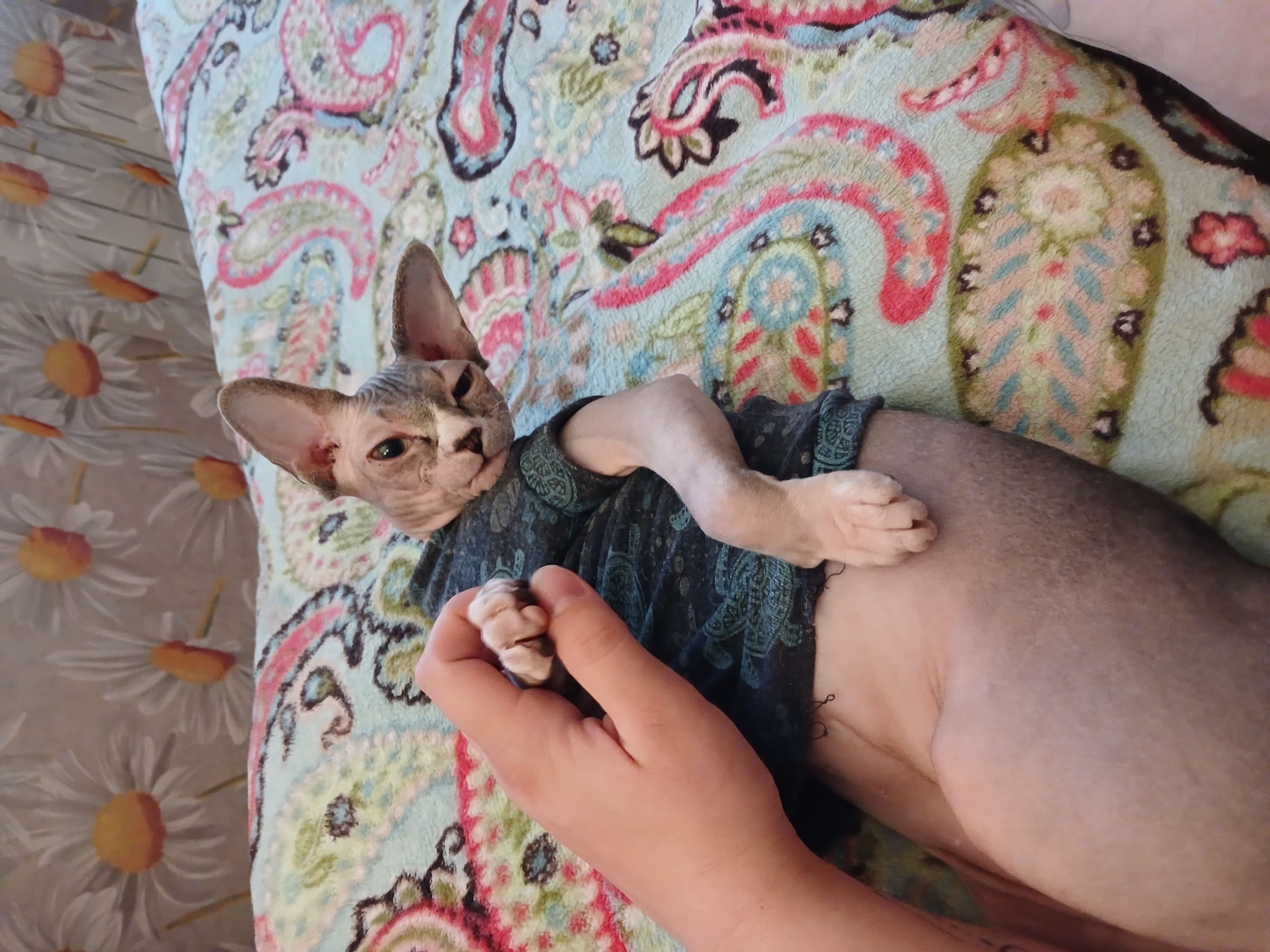 Мои домашние питомцы - Бодибилдинг форум AnabolicShops