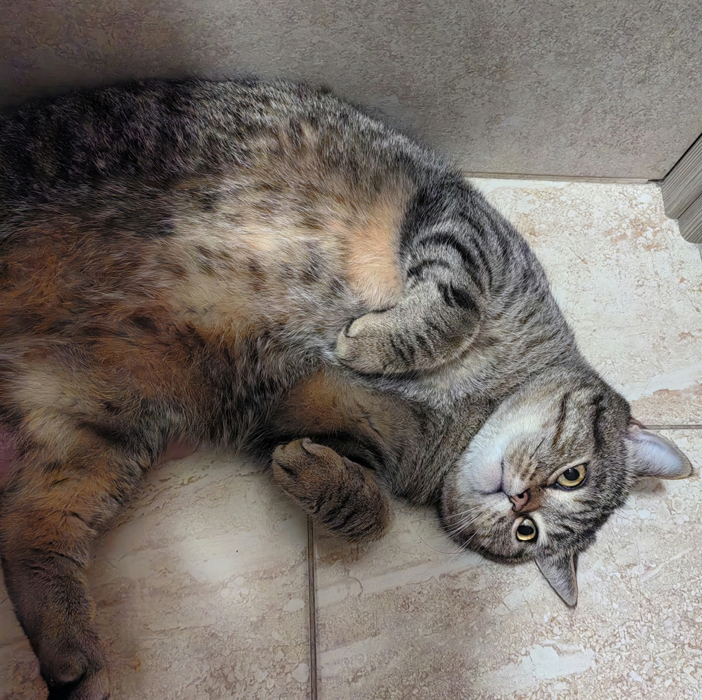 Мои домашние питомцы - Бодибилдинг форум AnabolicShops