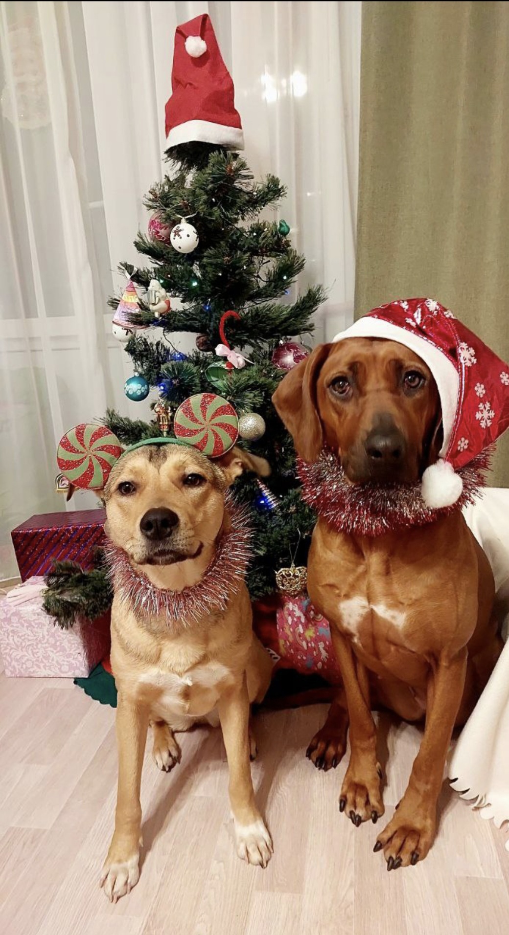 Мои домашние питомцы - Бодибилдинг форум AnabolicShops