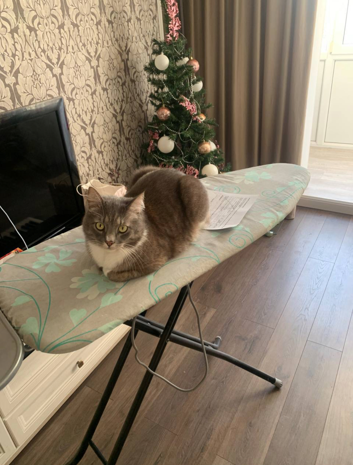 Мои домашние питомцы - Бодибилдинг форум AnabolicShops