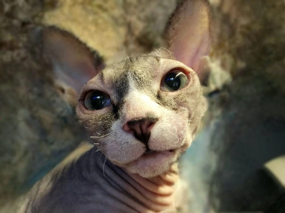 Мои домашние питомцы - Бодибилдинг форум AnabolicShops