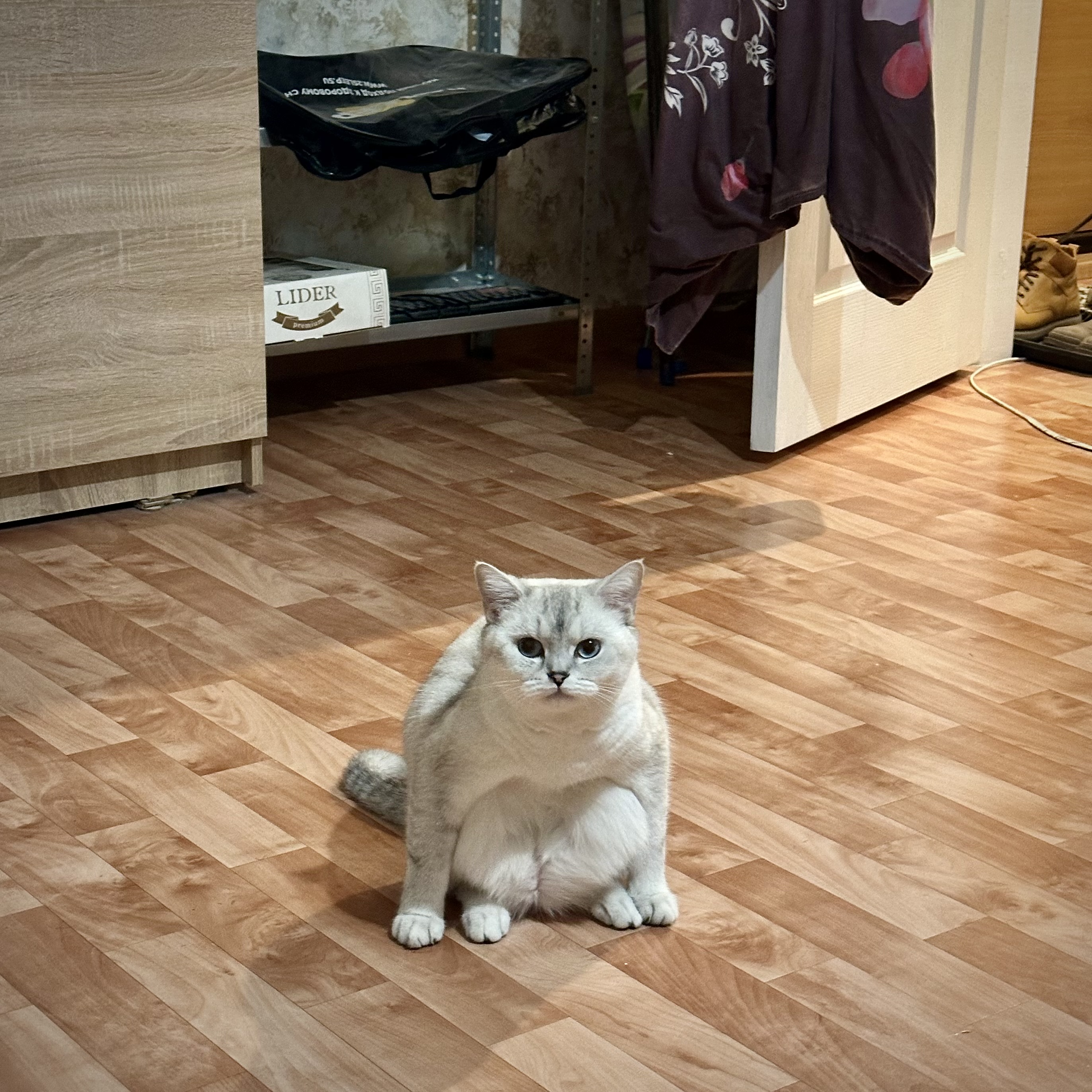 Мои домашние питомцы - Бодибилдинг форум AnabolicShops