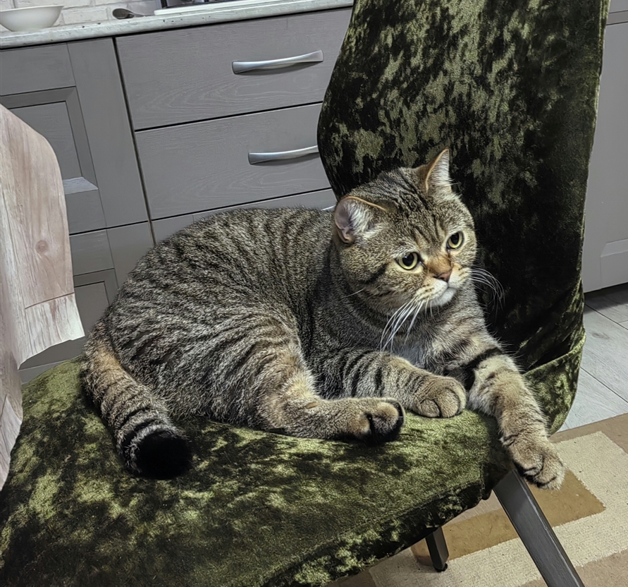 Мои домашние питомцы - Бодибилдинг форум AnabolicShops