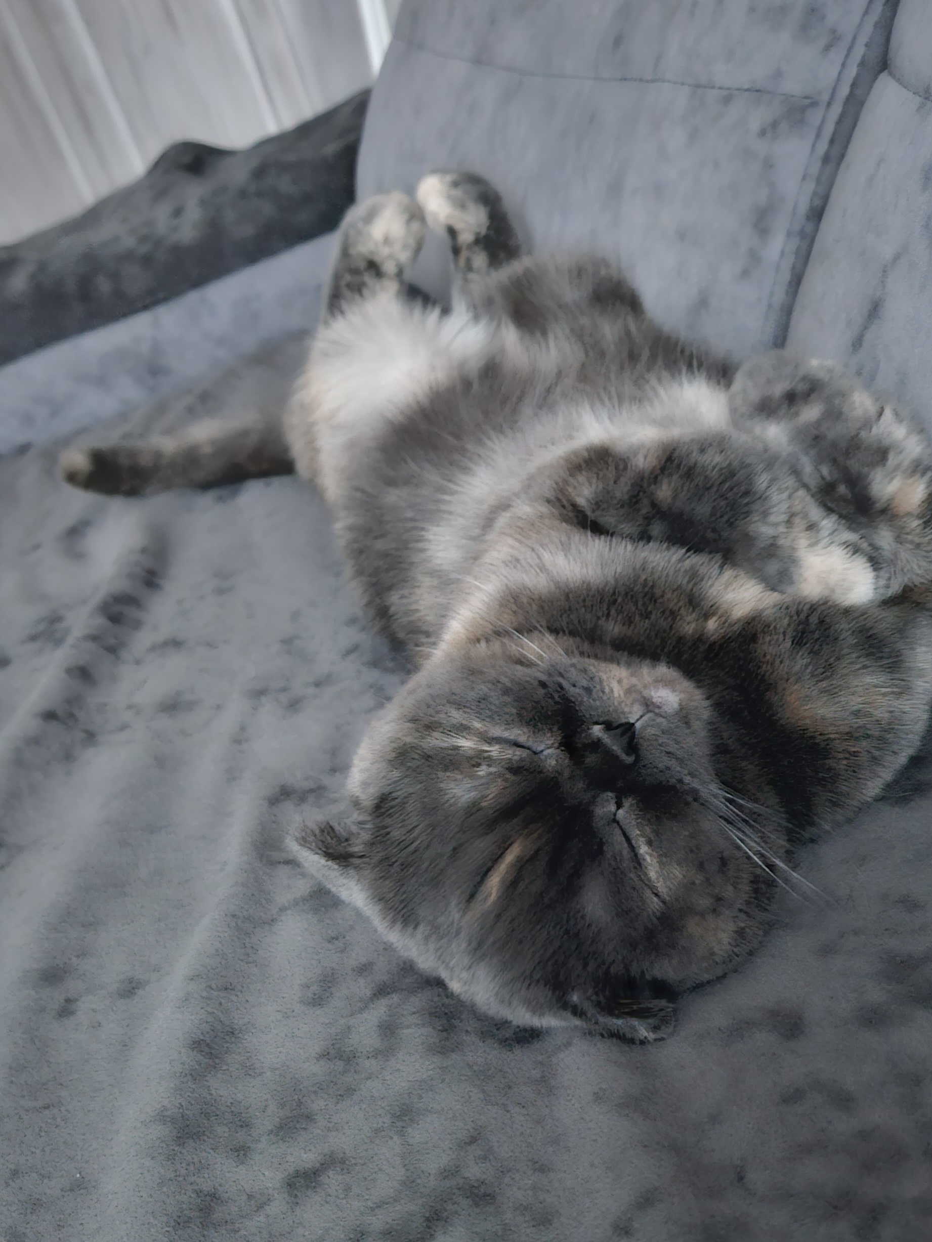 Мои домашние питомцы - Бодибилдинг форум AnabolicShops