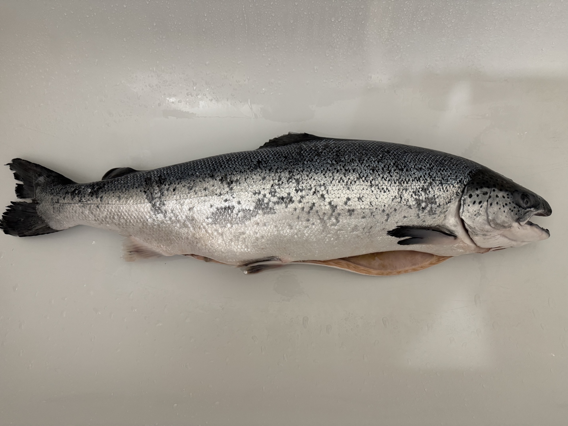 ProjectX - твой надежный поставщик! - Бодибилдинг форум AnabolicShops