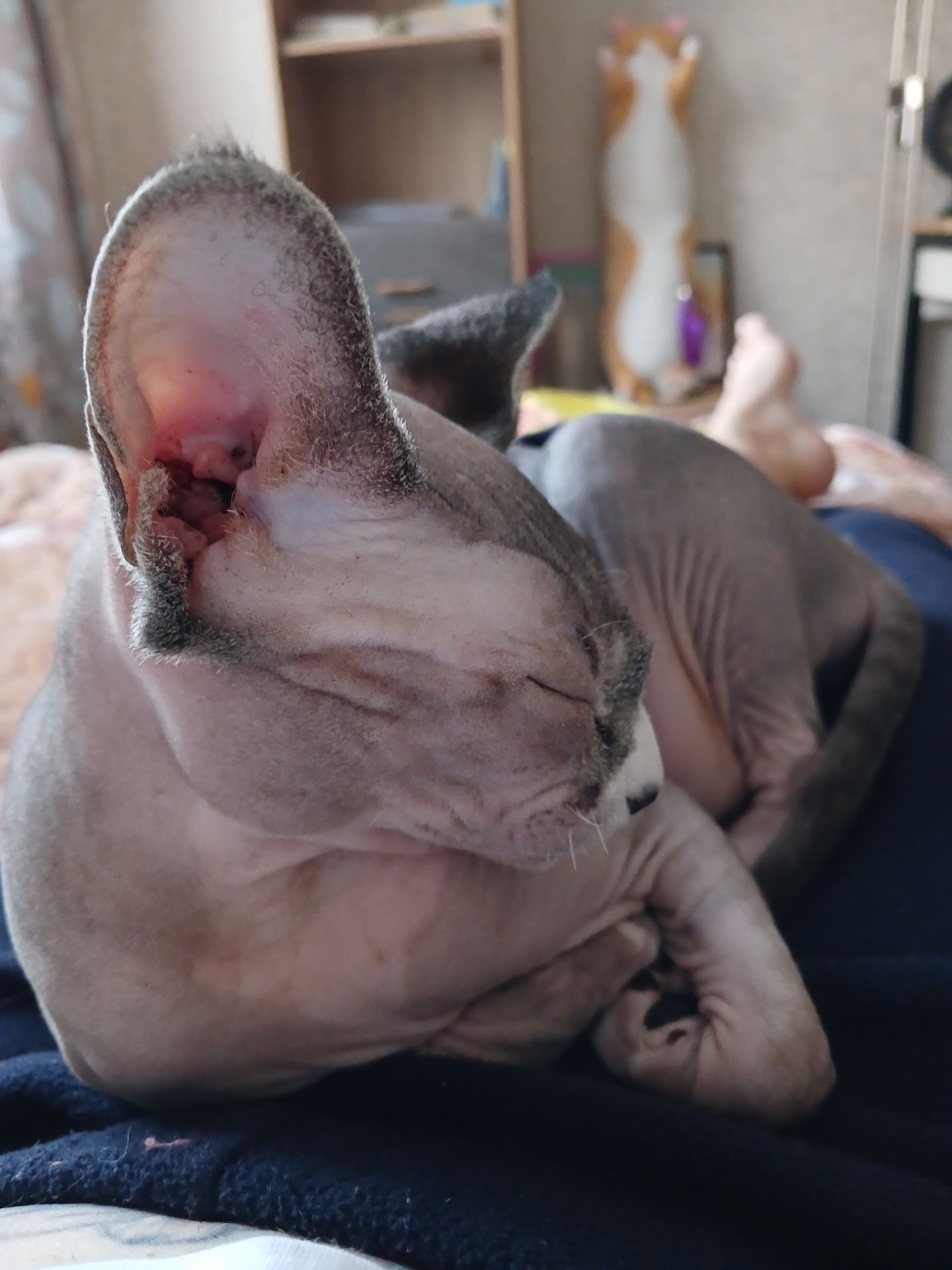 Мои домашние питомцы - Бодибилдинг форум AnabolicShops