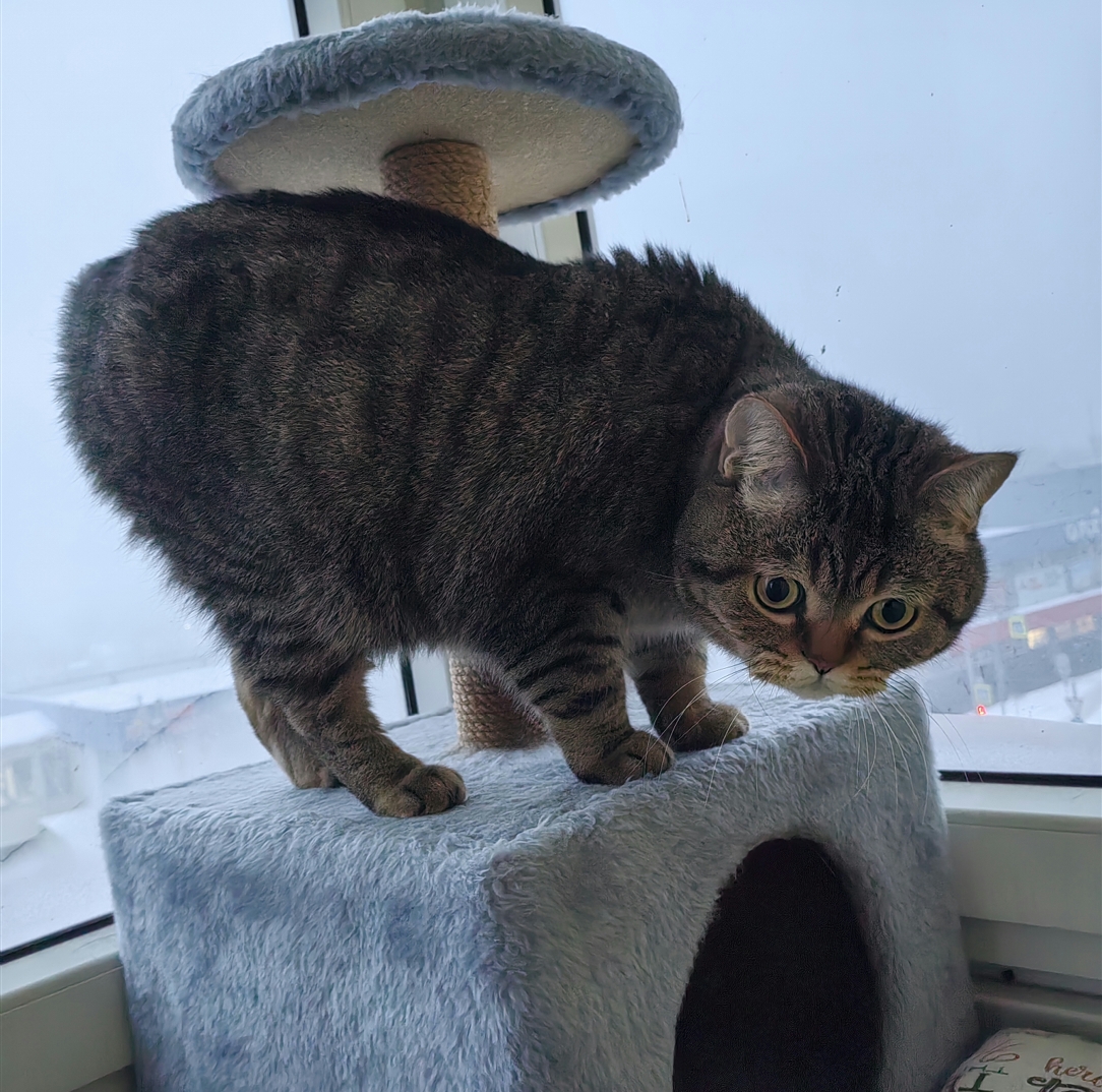 Мои домашние питомцы - Бодибилдинг форум AnabolicShops