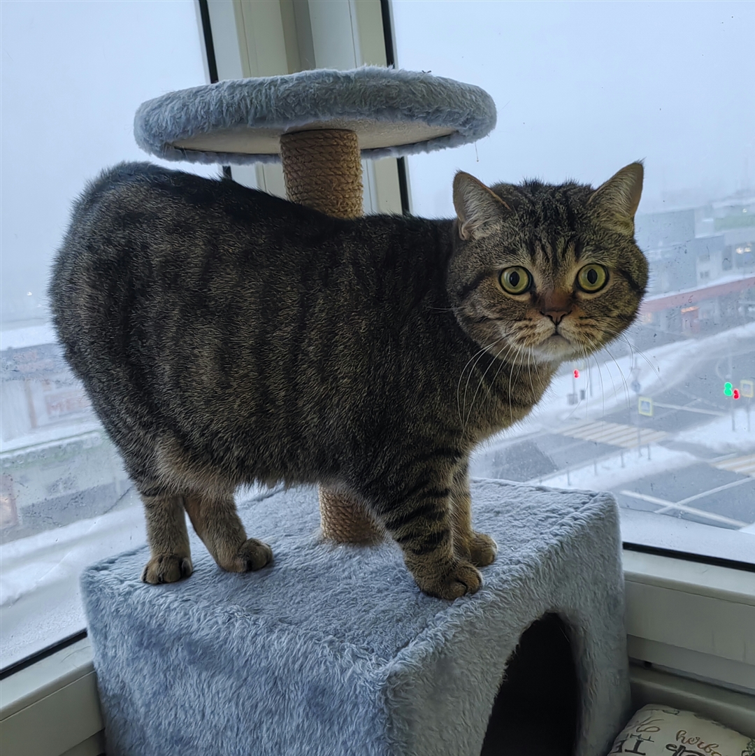 Мои домашние питомцы - Бодибилдинг форум AnabolicShops