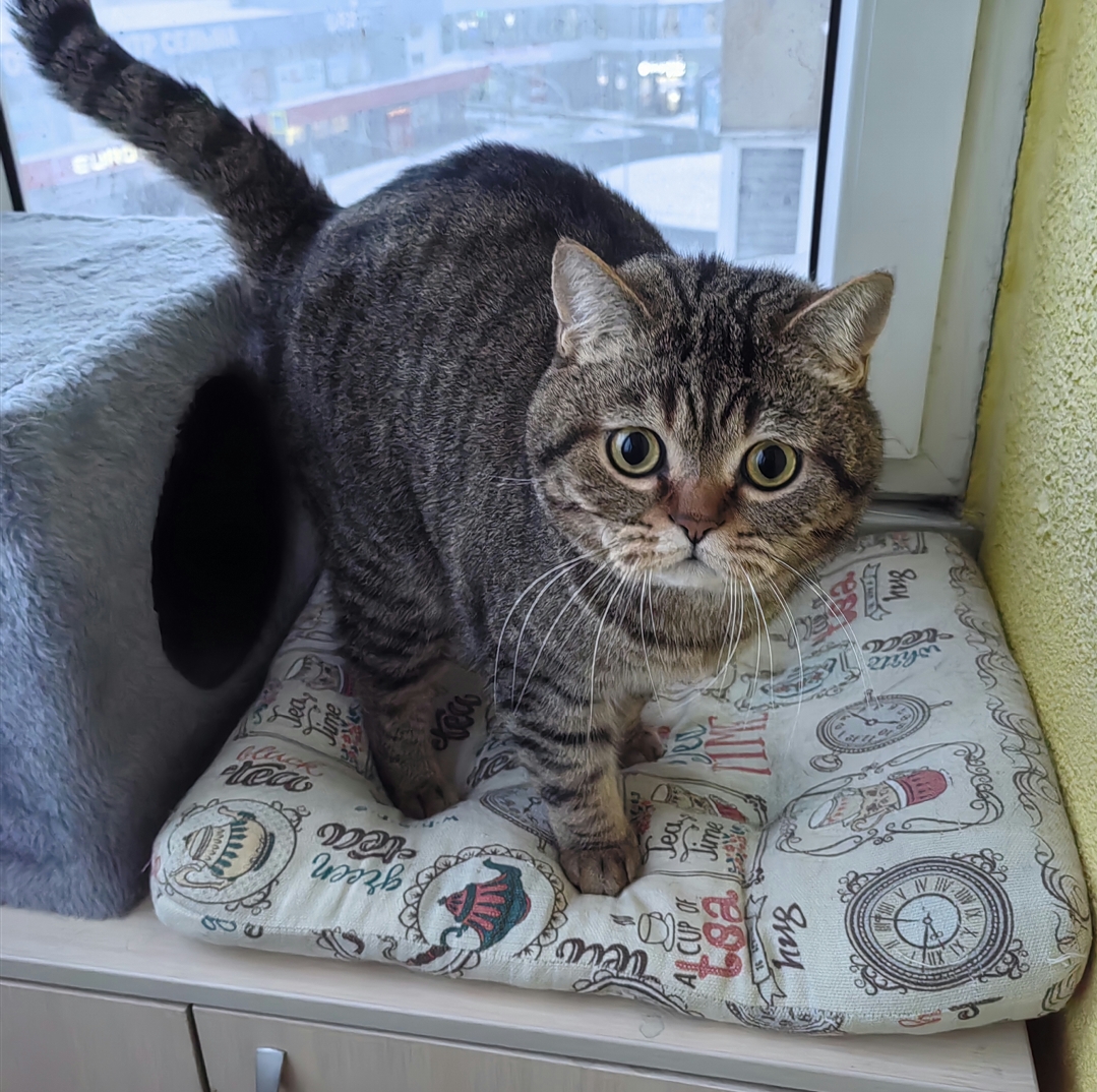 Мои домашние питомцы - Бодибилдинг форум AnabolicShops