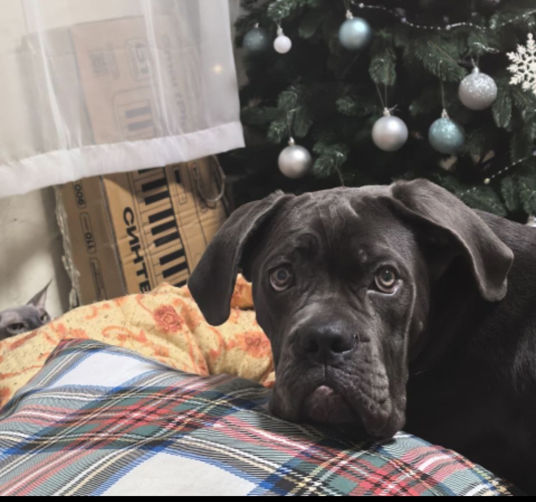 Мои домашние питомцы - Бодибилдинг форум AnabolicShops