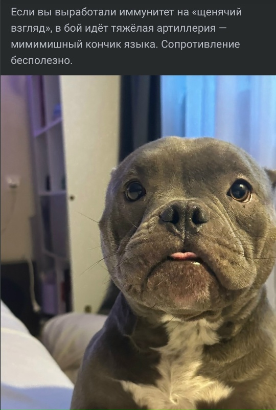 Мои домашние питомцы - Бодибилдинг форум AnabolicShops